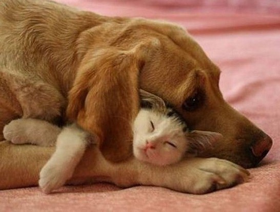 chat et chien